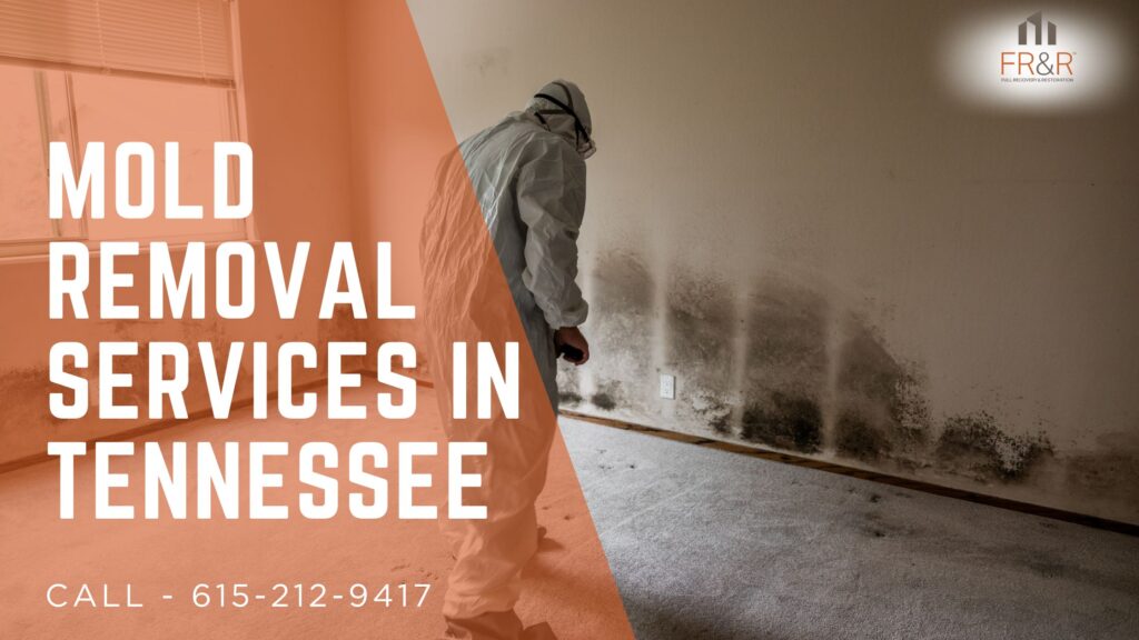 Mold Removal Services in Tennessee